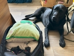 Harry dohlíží na balení. (Černý labrador leží vedle napěchované cestovní tašky. Dává pozor, jestli je už zbalený jeho oblíbený měkkoučký polštářek.)