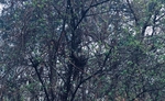 Ptačí hnízdo ve stromě