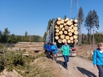 skupina lidí procházející kolem těžby dřeva