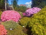Fotografie rododendronů, tří různě barevné keře, ostatní keře jsou zelené. Fotografie rododendronů, tří různě barevné keře, ostatní keře jsou zelené.
