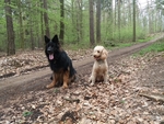 Ovčák Chagir a pudl Hensy milují procházky v lese.