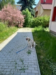 Druhá Megy - tentokrát světlá labradorka - pózuje na dvorku, v pozadí krásně kvete a určitě i voní světlefialový keř. Druhá Megy - tentokrát světlá labradorka - pózuje na dvorku, v pozadí krásně kvete a určitě i voní světlefialový keř.