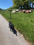Černá labradorka Kattynka jde na volno po cestě kolem ohrady, v níž se na sluníčku spokojeně vyhřívá asi 15 krav. Vzájemně je odděluje pouze jeden drát elektrického ohradníku ve výši lidského pasu.