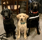 „Neboj, Flow, já na mrňousa dohlídnu!“ Slibuje Maggie labradoří kamarádce. Obě černé fenky sedí v místnosti, mezi sebou mají světlého čtyřměsíčního Una, nejmladšího účastníka výpravy.