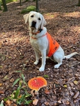 Z labradorky Feminky opravdová houbařka nejspíš nikdy nebude. Místo aby hledala hříbky nebo křemenáče, klidně si pózuje u muchomůrky. Určitě tuší, jak krásně se v bílém kožíšku a oranžové vestičce v podzimním lese vyjímá. Z labradorky Feminky opravdová houbařka nejspíš nikdy nebude. Místo aby hledala hříbky nebo křemenáče, klidně si pózuje u muchomůrky. Určitě tuší, jak krásně se v bílém kožíšku a oranžové vestičce v podzimním lese vyjímá.