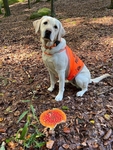 Z labradorky Feminky opravdová houbařka nejspíš nikdy nebude. Místo aby hledala hříbky nebo křemenáče, klidně si pózuje u muchomůrky. Určitě tuší, jak krásně se v bílém kožíšku a oranžové vestičce v podzimním lese vyjímá.