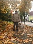  I labradorovi Cézarovi se podzimní procházky s paničkou Monikou líbí.