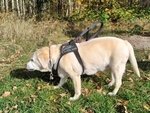  Nejstarší psí účastnice Ašenka rozvážně prozkoumává terén.