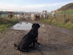 Nebojácný Ingo okukuje stádo krav. Že by uvažoval o rekvalifikaci na psa pasteveckého?