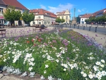 Květinová výzdoba náměstí v Poděbradech - kvetoucí záhon hrající všemi barvami. Květinová výzdoba náměstí v Poděbradech - kvetoucí záhon hrající všemi barvami.