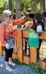 Členka SONS hladí osla Členka SONS hladí osla