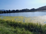Pohled na Chrastenský rybník