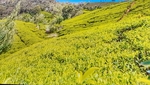 Čajové plantáže Čajové plantáže