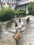 Vodicí psi v bazénku s termální vodou