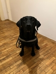„No a kam vyrazíme teď? Já už jsem připravená!“ Černá labradorka Hanny, oblečená do postroje vodicího psa, sedí v předsíni a čeká na paničku.