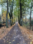 1 Cesta alejí lemovaná stromy a spadaným lístím v barvách podzimu