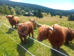 Obrázek pasoucích se krav - horské chlupaté hnědé plemeno. Obrázek pasoucích se krav - horské chlupaté hnědé plemeno.