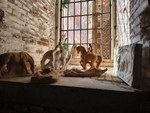 Menší sošky koní na parapetu obrovského okna s mříží, zdi i parapet jsou bez omítky. Venku svítí slunce, fotografie působí příjemně.
