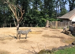 Zebry a pštrosi