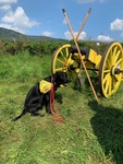 „Neměli bychom mít s sebou taky nějaké zbraně?“ Medituje druhá nejmladší účastnice, labradorka Grace. * Černé štěně ve vestičce školy SVVP sedí před velkým žlutým kanónem