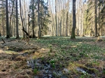 Bleduliště - les plný rozkvetlých bledulí