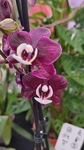 Na fotografii je fialová orchidej 