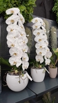 Na fotografii jsou dvě bílé orchideje 