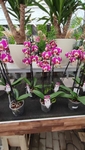 Na fotografii jsou růžové orchideje 
