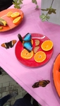 Na fotografii jsou motýli poletující nad talířem ovoce nakrájeného na plátky 